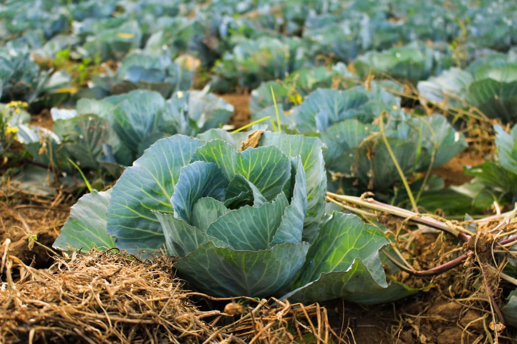 vegetables growing, generic