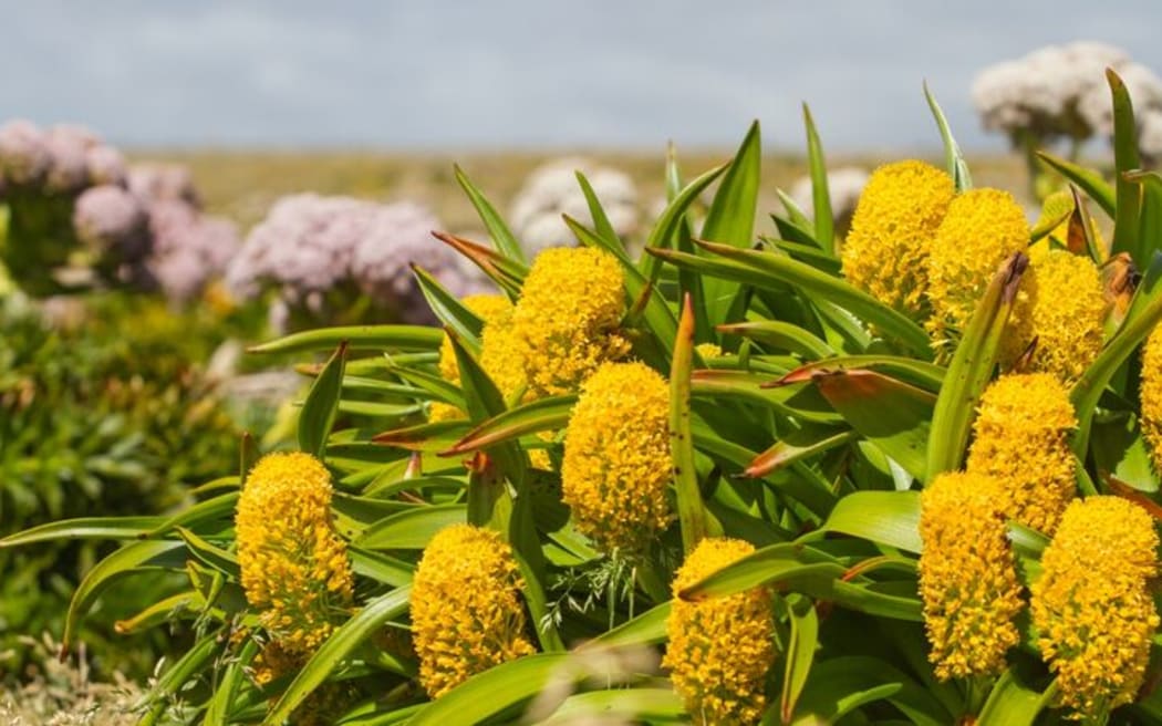 Megaherbs (Bulbinella Anisoteme) on Enderby Island, Maukahuka.