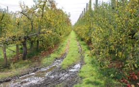 Apple trees strip picked on June 31 marking the end of the 2018 season at JR's Orchard. Some of the Solomon Islands RSE workers will return in November to start thinning the trees in preparation for next year's crop.