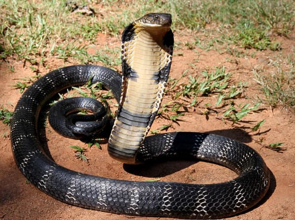 The king cobra (Ophiophagus hannah)