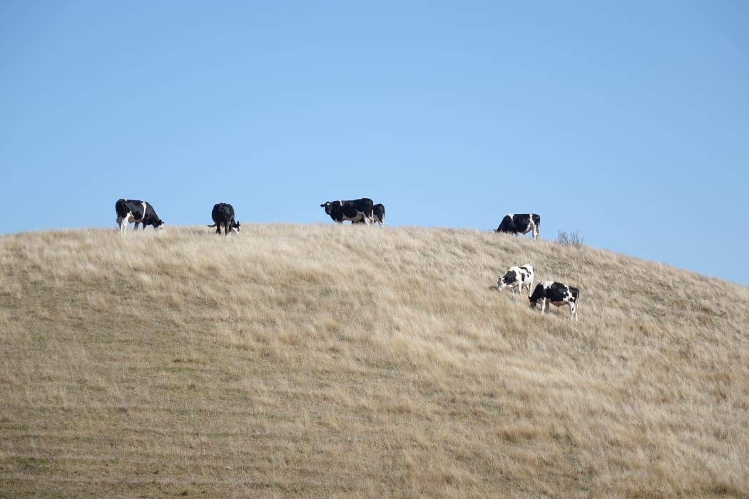 Cattle on a hill, Hawke's Bay.