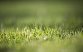 FOR WATER TAX story - Generic grass