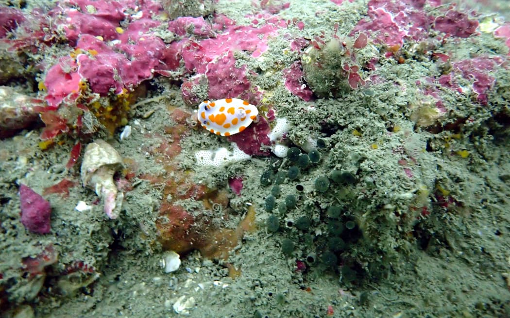 Scientists say the pictures show the profusion of life which still exists on the reef despite the hammering it took in February and since. (Cred