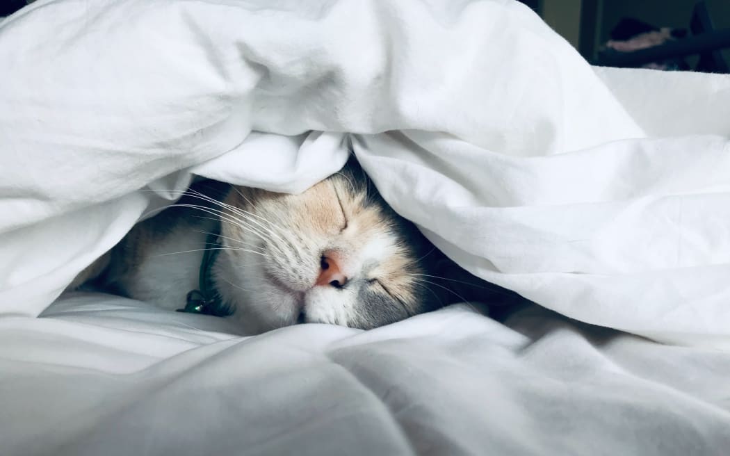 sleeping cat