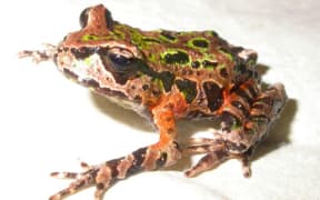 The rare Archey's frog