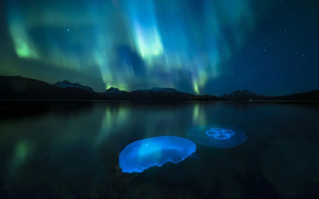 Moon jellyfish swarm in the cool autumnal waters of a fjord outside Tromsø, in northern Norway, illuminated by the aurora borealis.