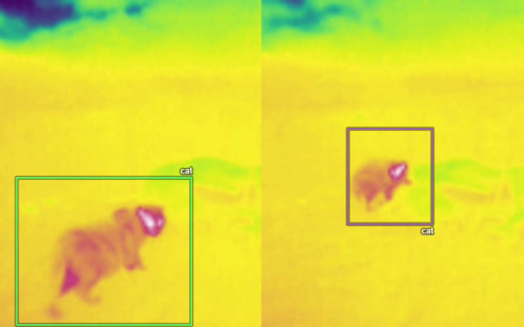 Thermal camera captures feral cats in Fiordland National Park. Recorded during a 24 hour period overnight setup of a thermal camera in the Back Valley, Fiordland National Park.