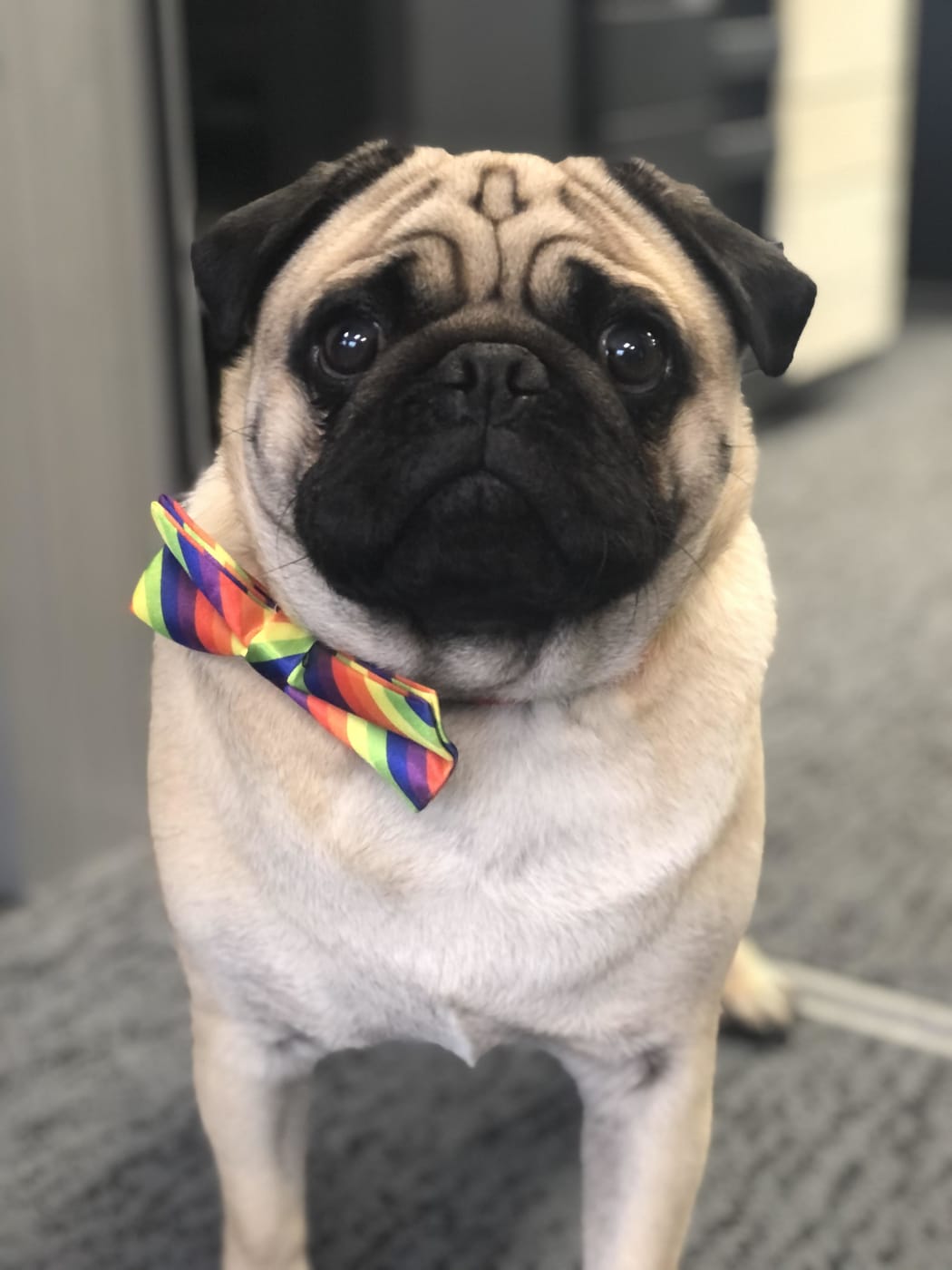 Northern Health School is pleading for the return of their volunteer therapy dog Doug.