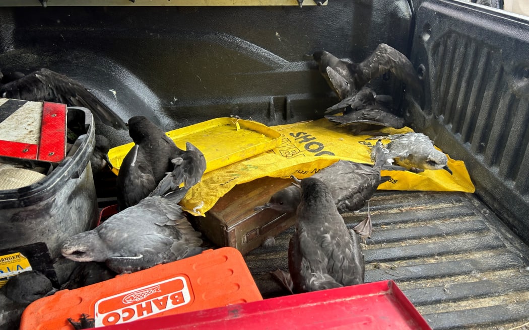 Birds believed to be migrating south to the Tītī/Muttonbird Islands were found in Central Otago, northern Southland and the Lakes District after a wintry blast hit the region.