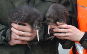 Kiwi chicks from Tongariro Forest