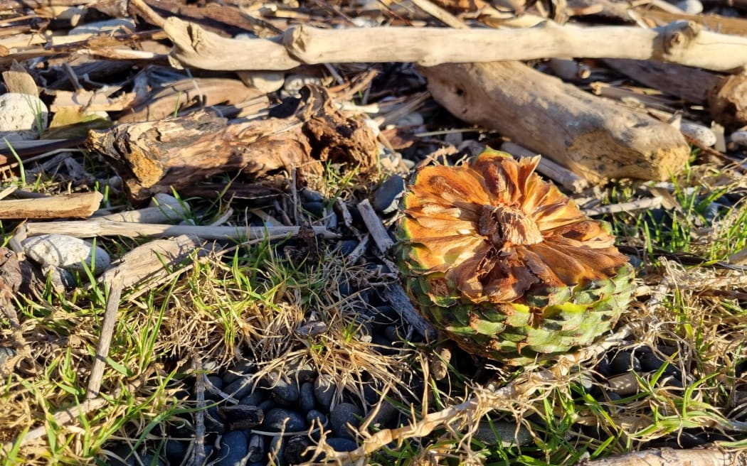 Produce - including apples, onions, pumpkin and pineapple - rotting at Napier Beach's shore on 20 February, 2023.