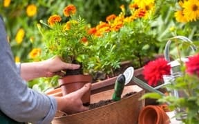 gardening