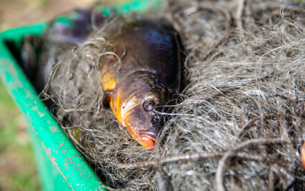 Auckland is providing a blueprint of how to eradicate invasive fish from New Zealand's waterways.