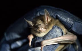 The Short Tailed Bat
