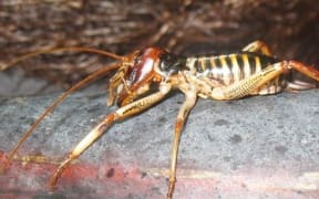 wellington tree weta