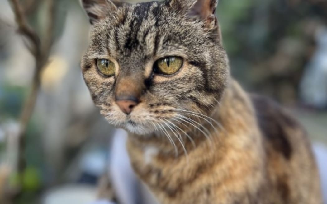 Lola the cat, a celebrity in Wellington's Aro Park