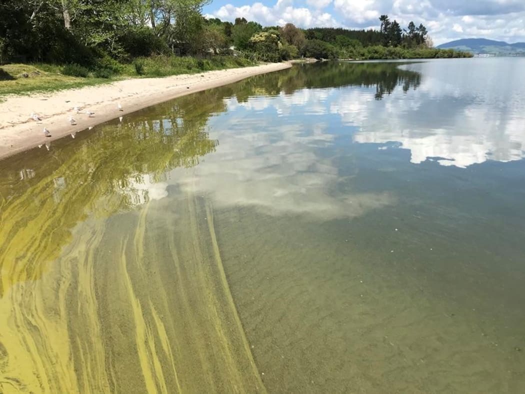 Potentially toxic algae bloom was found near Ohau Channel.
