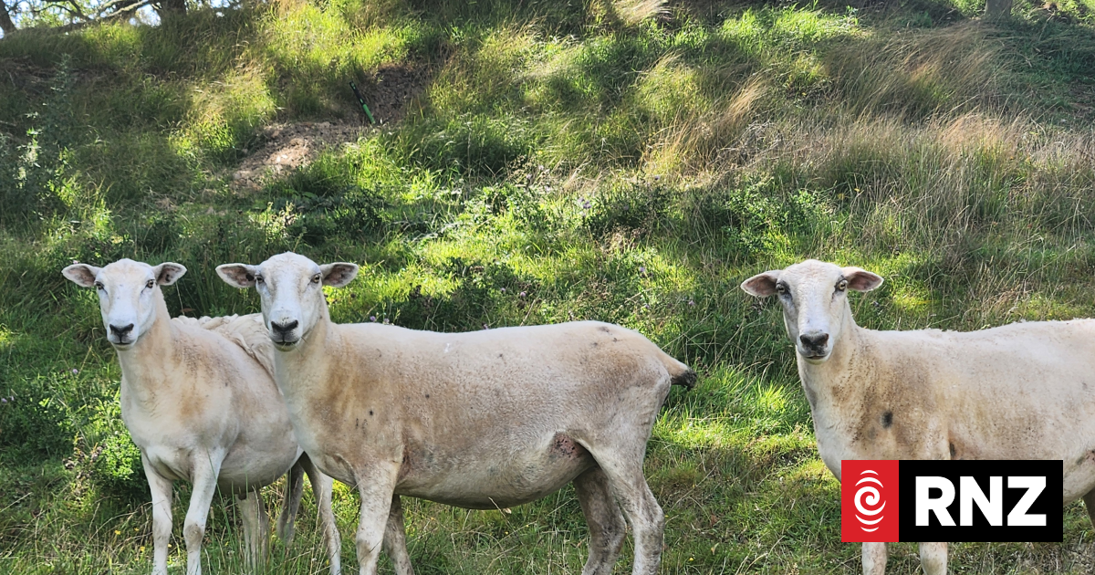 Rural Auckland Residents Demand Action Against Dogs