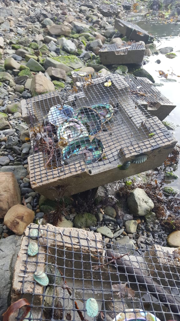 Upturned pāua 'houses', showing small entrances and plastic mesh to exclude hungry predators. The small blue-shelled pāua in the foreground have been reared in a hatchery, and the large pāua shells are to provide more shelter.