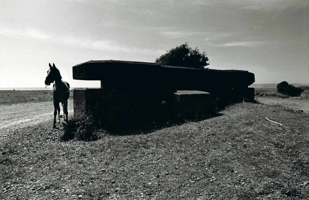 Commodore, Kirsa Jensen's horse, at the beach where she disappeared, as part of a police re-enactment.