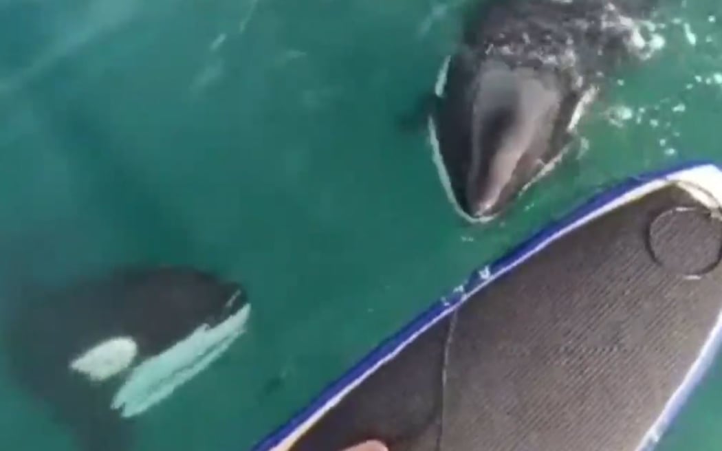 Justin Serville was paddling off Castor Bay B in Auckland when two orca whales came to say hi.