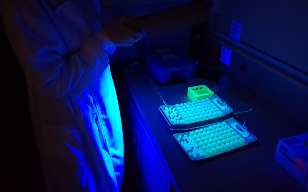 In this picture, a scientist uses to white light to test for E coli in samples.