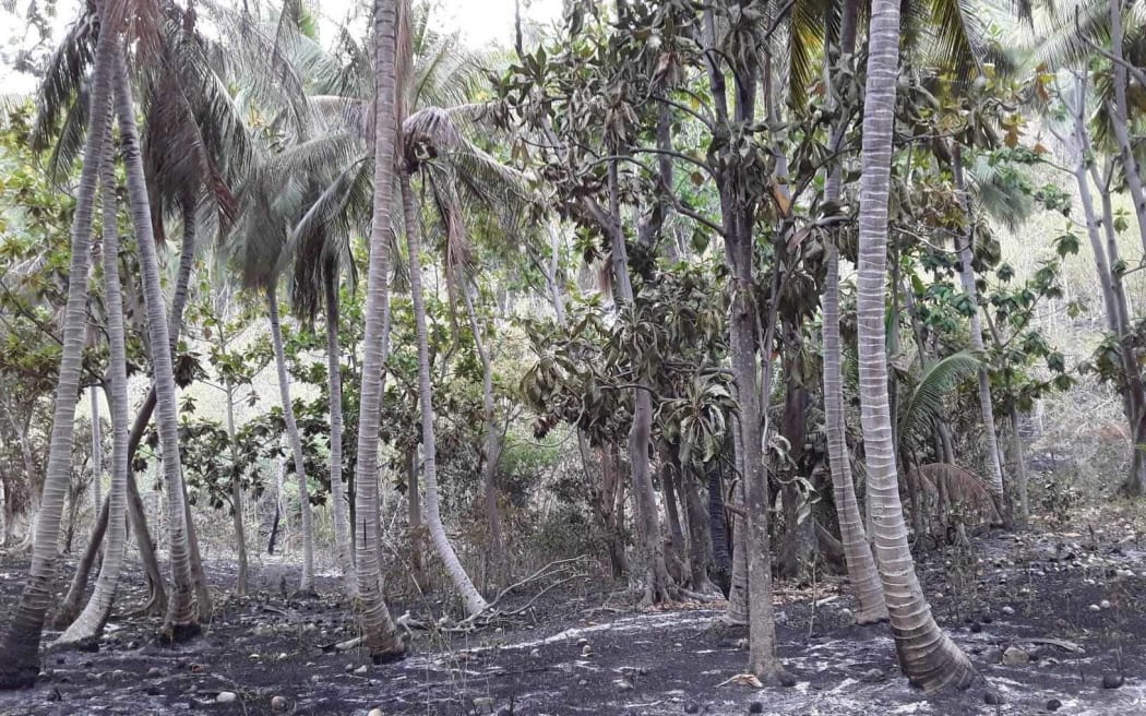 Scorched earth in a coconut plantation on Santo.