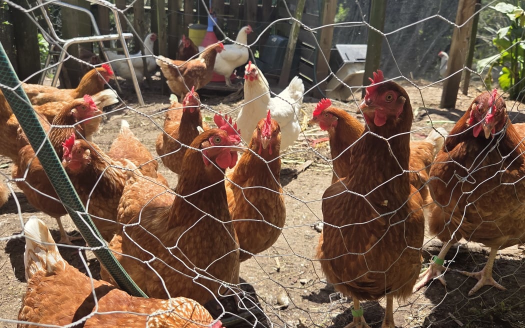 Free range chickens hoping for a meal