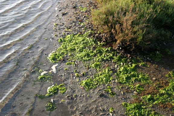 Sea lettuce