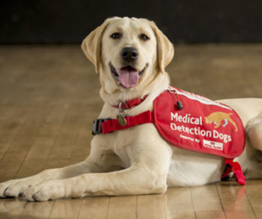 Star, a 2 year old labrador, is part of the trial to see if dogs can detect Covid-19.