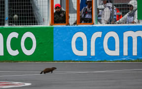 A groundhog during the Canadian Grand Prix.