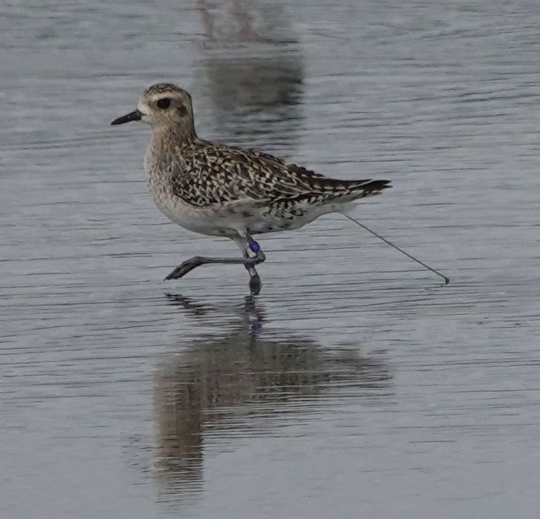 Jim the Pacific golden plover, sporting a satellite tracker (only the aerial is visible) and coloured leg bands.