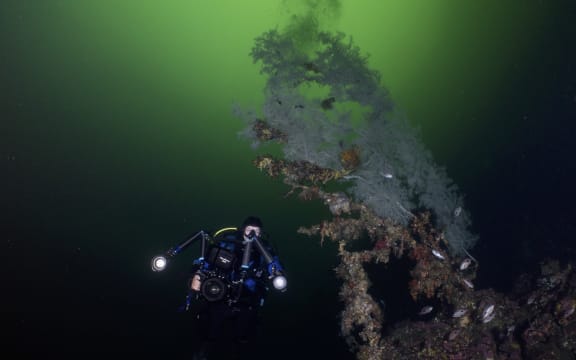 A person diving underwater in full SCUBA gear next to a feathery aquatic plant that is grey and dark coloured. The water is dark and green.