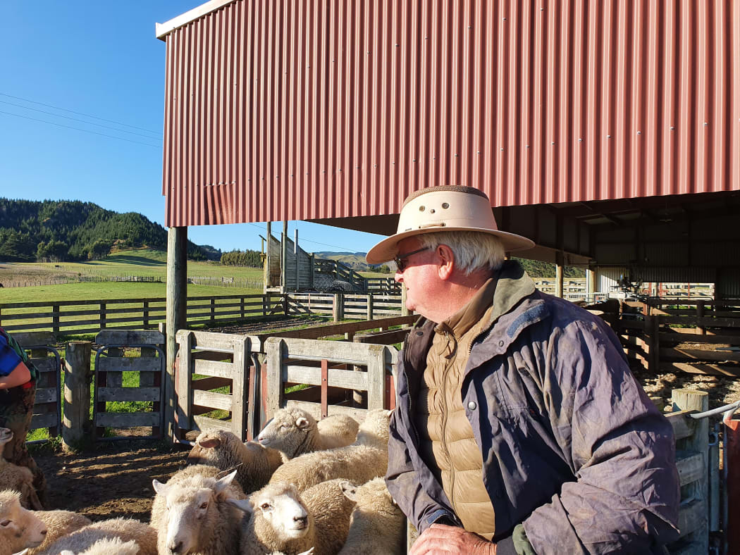 Angus Gordon with a flock of Romney-cross trade lambs at the Clifton sheepyards