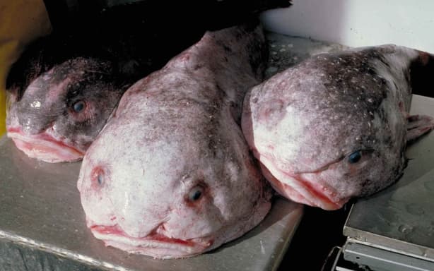 blobfish-overcomes-notoriety-as-world-s-ugliest-animal-to-win-new