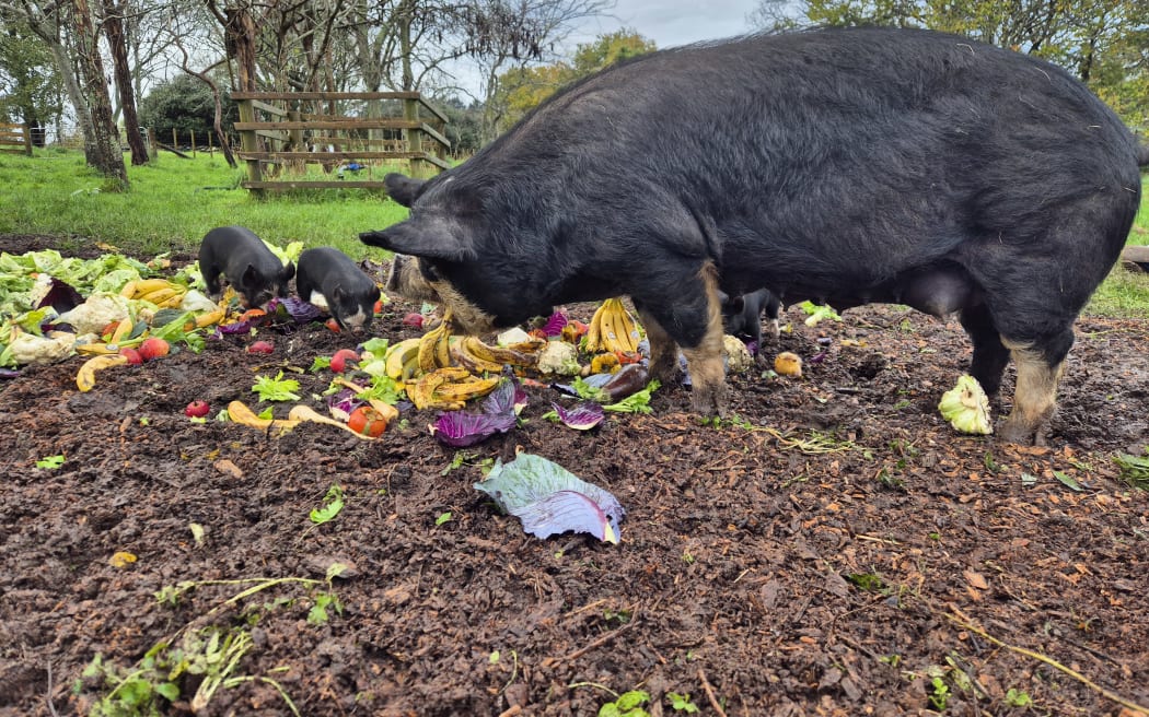 The couple also run pigs.