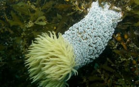 Extended Wandering anemone
