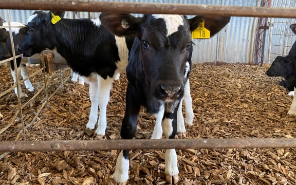 Calves are populating many sheds and paddocks across the country.