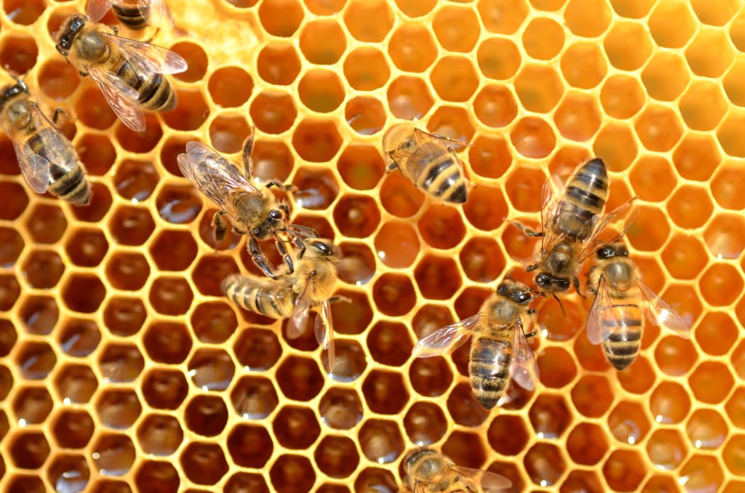 Damaged Wing Virus can add to a bee colony's troubles, particularly during a bad varroa mite infestation.
