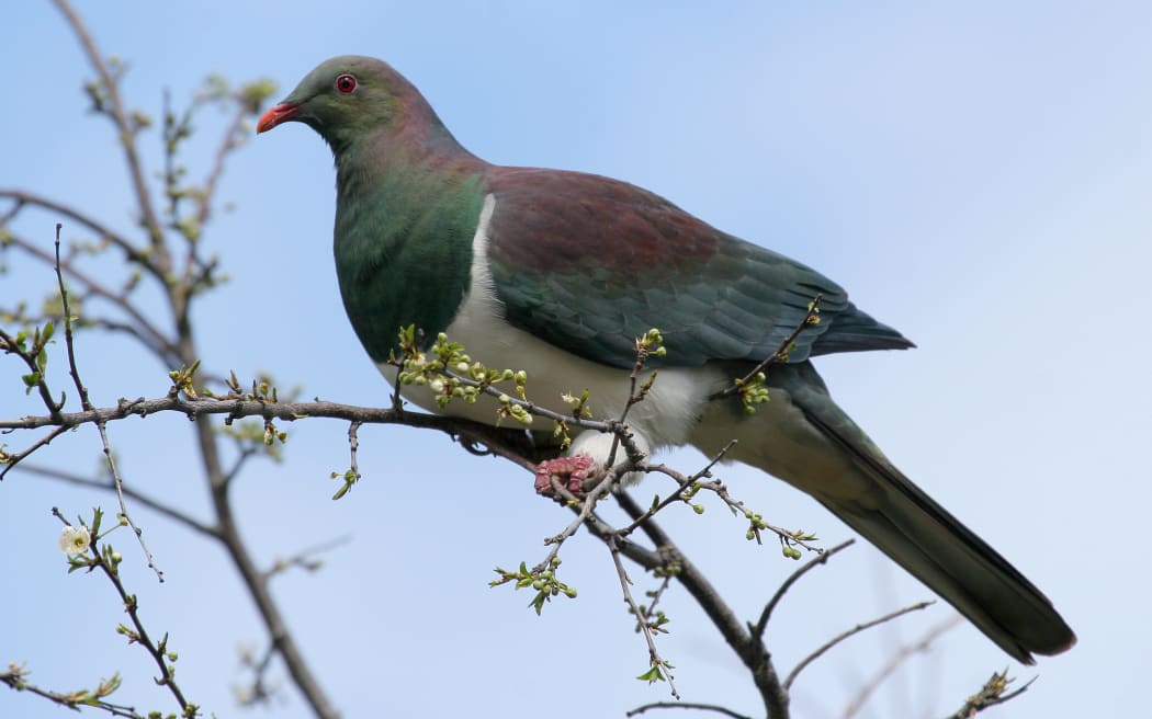 Kererū perched in a tree