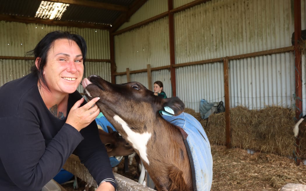 Picture of a woman close to a calf, the calf is trying to lick her.
