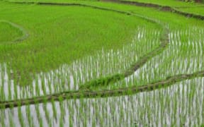 Rice field