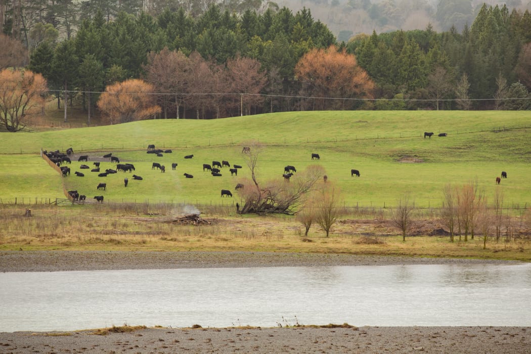 Cows by the Tukituki River