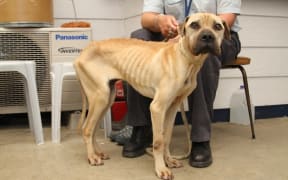 Fewer than 0.5 per cent of complaints to the SPCA lead to prosecutions last year.
