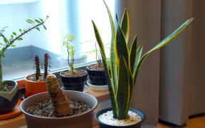 Indoor plants