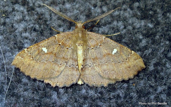 moth