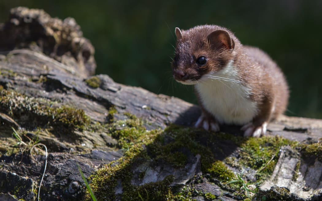 A stoat perched on a log