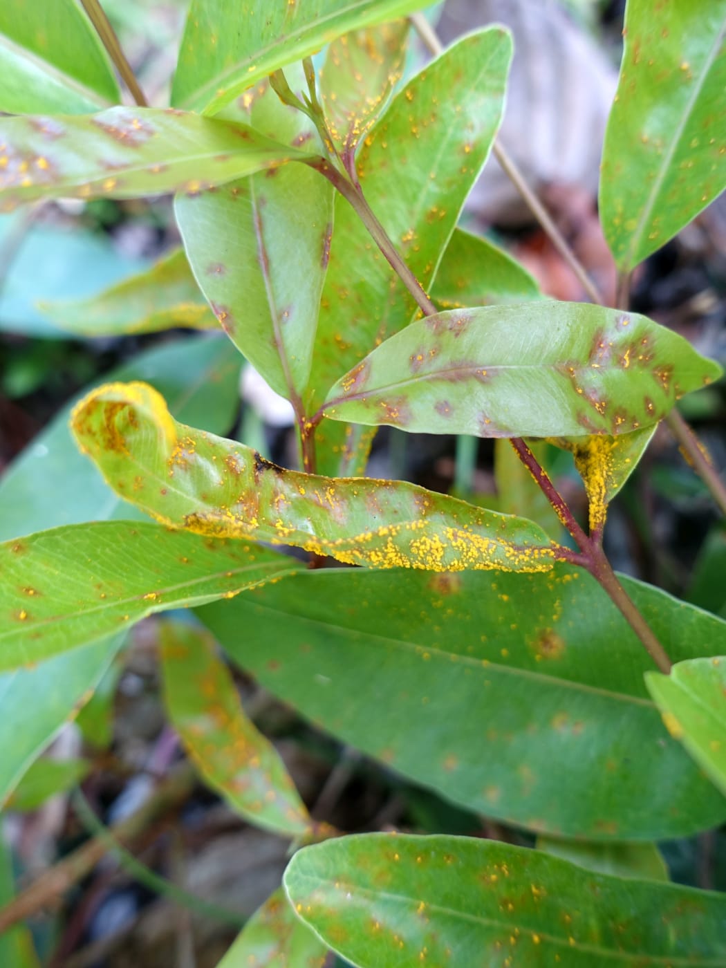 Myrtle Rust