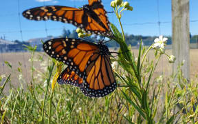 Monarch Butterfly