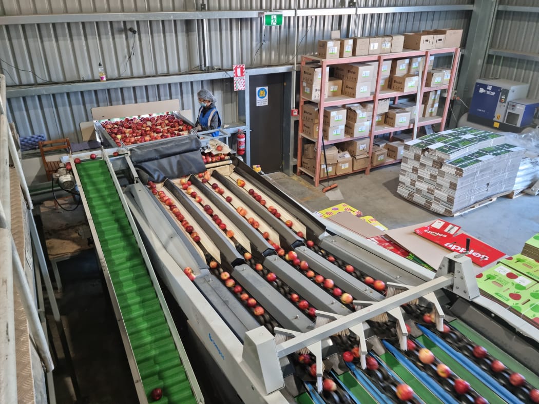 Apples being sorted in the Thomas Brothers Talasea Packhouse.